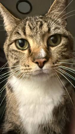 Aunt gave away my cats! HELP! (Vancouver)