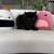 Persian Kittens 2 thumbnail
