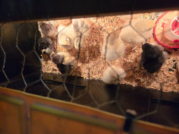 Chicks and chicken - $6 (Hemet)63471083012867122