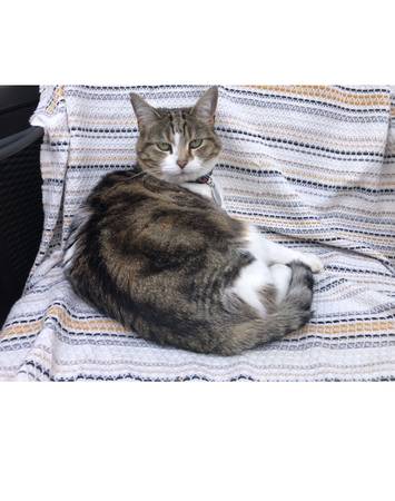 Lost Calico 14 years old - Garden Home Area