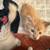 Kittens (bobtail 1) 4 thumbnail