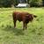 Devon calves 2 thumbnail