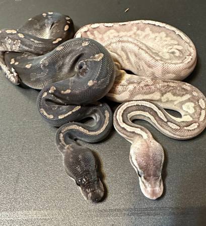 Baby Ball Python!!   Amazing colors!!  ALL information is in the ad! 1