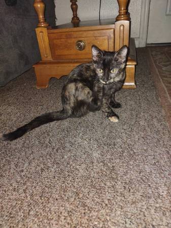 Kittens 16 Weeks old 1