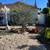 Mature Olive Trees 14 thumbnail