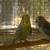 Coakitials English Budgies Parakeets 2 thumbnail
