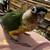 3 Conures 3 thumbnail