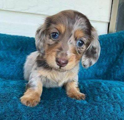 seeking Adorable Dachshund 1