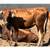 Longhorn/ corriente cattle 2 thumbnail