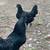 Ayam Cemani chicks ready Friday -- The all black chicken 7 thumbnail