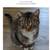 Lost Brown Tabby Cat Named Oliver 4 thumbnail