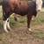 Braford Bull 11 thumbnail