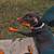 Two free dobermans 4 thumbnail