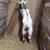 Mini Nubian Doeling 6 thumbnail