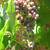 wine & table grape Vines to Plant,xlnt 4 thumbnail
