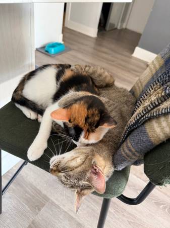 Gato calicó548747786878330885