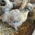Silkies chicks 4 thumbnail