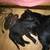 Golden retriever black lab mix puppies 6 thumbnail