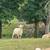 Rams 6 thumbnail