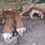 Hereford Boar Piglets 4 thumbnail