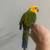 Sun Conure baby parrot 1 thumbnail