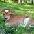 A2 / A2 Mini Jersey Bull Semen Straws Available 3 thumbnail