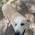 Great Pyrenees/Husky Mix ISO New Home 2 thumbnail