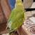Lovebird 10 thumbnail