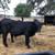 Young Black Angus/Brangus Bulls 3 thumbnail