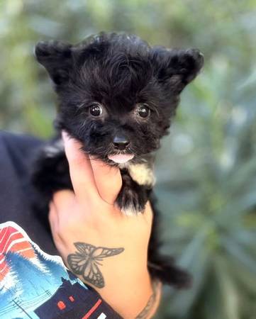 Adorable Teacup puppies (Sonoma)