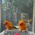 Sun conures with free cage 9 thumbnail