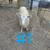Dairy ewe lambs 1 thumbnail