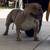 Micro bully 4 thumbnail