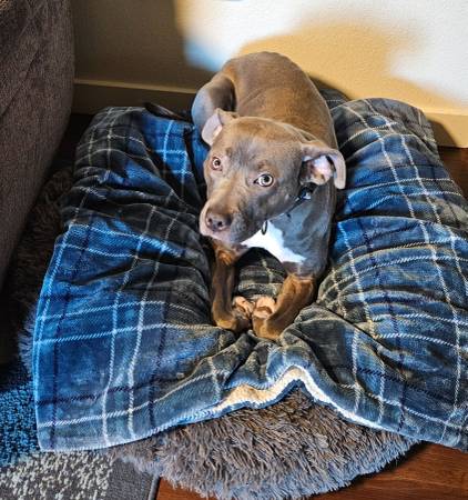 Free dog (Richland)