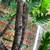 Chameleon Geckos 1 thumbnail