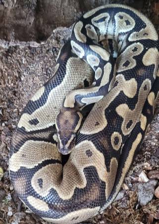 Hembra het pied het clown (Omaha)63670824256001120