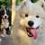 DOG SITTER - Daycare, Dog Sitting - Big Backyard, FREE Behavioral Trai 4 thumbnail