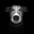 Automotive, Equine and Canine Photography 12 thumbnail