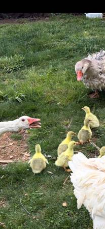 Sebastopol goslings 1