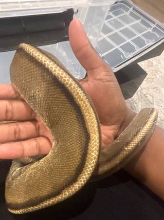 Python Ball con franja canela