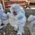 Silkie roosters for rehoming 3 thumbnail