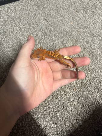 Crested Gecko Rehoming 1