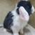 Holland lop rabbit 3 thumbnail