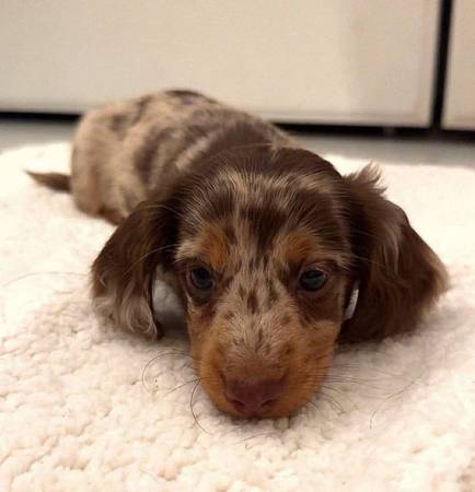 PreciousDachshundPup 1