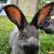 Silver fox rabbits 1 thumbnail