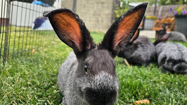 Silver fox rabbits 1