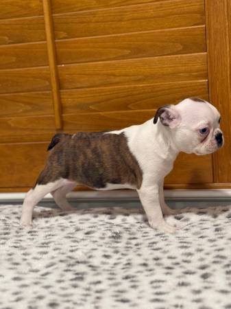 Blue eye Boston terrier girl quality (Sac- Merced)63848875134721121