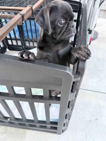 Pug-Rehoming63953678569090120