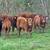 Angus Steers 5 thumbnail