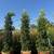 Ficus nitida indian laurel privacy hedge 2 thumbnail